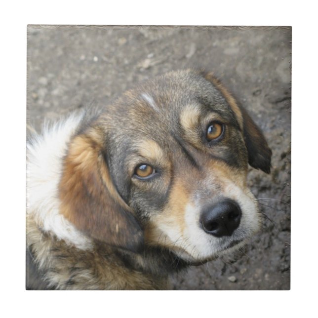 Azulejo De Cerâmica Retrato do cão (Frente)