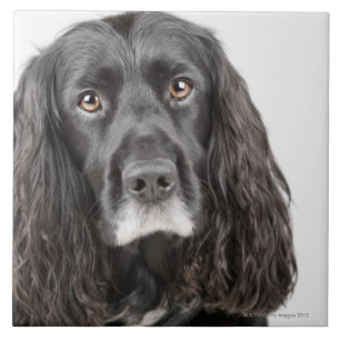 Azulejo De Cerâmica Retrato do estúdio de cocker spaniel