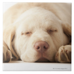 Azulejo De Cerâmica Retrato do estúdio de labrador retriever amarelo