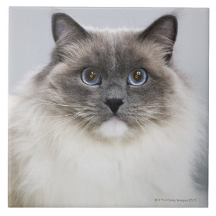 Azulejo De Cerâmica Retrato do gato de Ragdoll