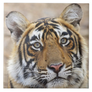 Azulejo De Cerâmica Retrato do Tigre-de-bengala-real, Ranthambhor