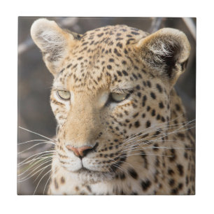 Azulejo De Cerâmica Retrato leopardo