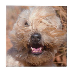 Azulejo De Cerâmica Retrato Terrier de Roda Revestida Maciça