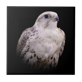 Azulejo De Cerâmica Retrato Vignetado de Falcão de Saker Inquisitivo