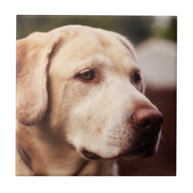 Azulejo De Cerâmica Retriever de Labrador (Frente)