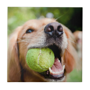 Azulejo De Cerâmica Retriever De Ouro Com Bola De Tênis