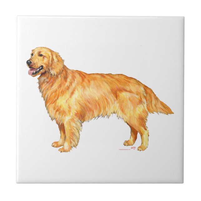 Azulejo De Cerâmica Retriever Dourado (Frente)