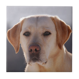 Azulejo De Cerâmica Retriever Labrador