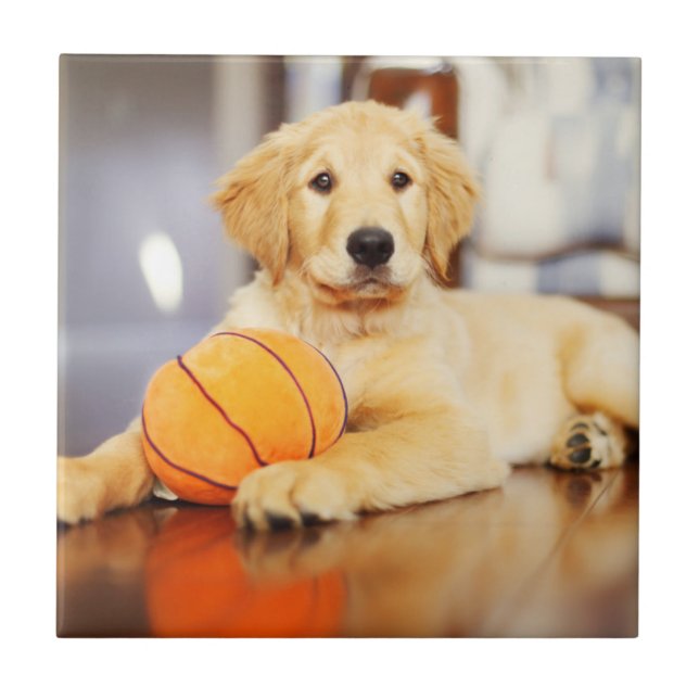Azulejo De Cerâmica Retriever Ouro Com Brinquedo De Basquete (Frente)