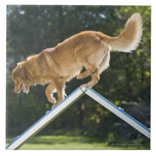 Azulejo De Cerâmica retriever pato-anunciando de Nova Escócia