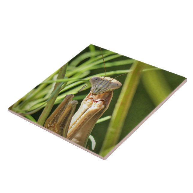 Azulejo De Cerâmica Rezando Mantis (Lateral)