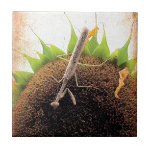 Azulejo De Cerâmica Rezando Por Sol