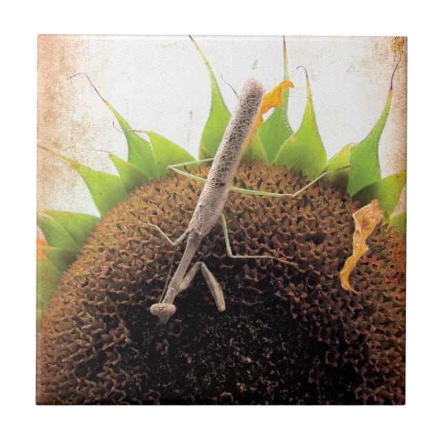 Azulejo De Cerâmica Rezando Por Sol (Frente)