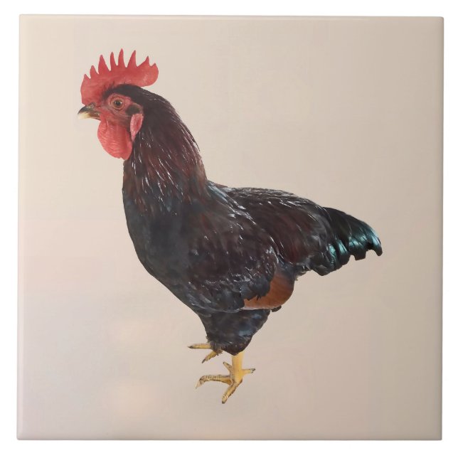 Azulejo De Cerâmica Rhode Island Red Rooster (Frente)