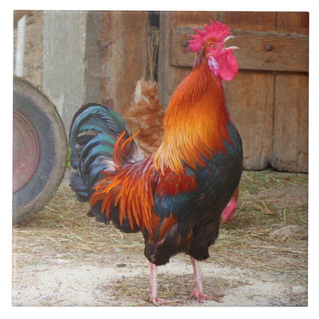 Azulejo De Cerâmica Rhode Island Red Rooster Crowing em Barnyard (Frente)