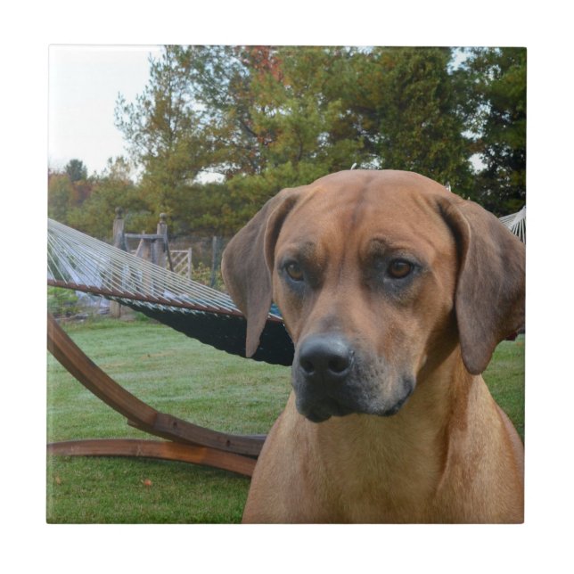 Azulejo De Cerâmica Rhodesian bonito Ridgeback (Frente)