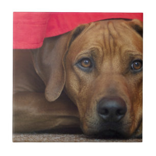 Azulejo De Cerâmica rhodesian-ridgeback