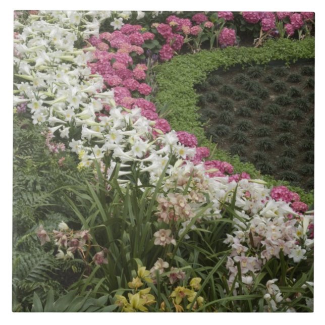 Azulejo De Cerâmica Rhododendron (Rhododendron catawbiense) Heath (Frente)