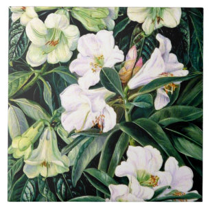 Azulejo De Cerâmica Rhododendrons do Norte da Índia, arte botânica