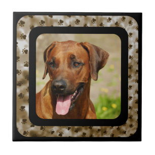 AZULEJO DE CERÂMICA RIDGEBACK RHODESIAN