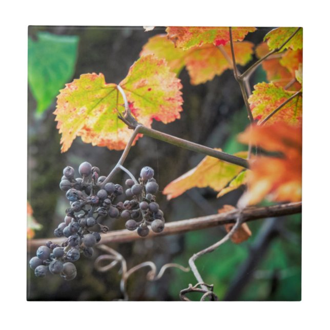Azulejo De Cerâmica Ripe Isabella uva (Frente)