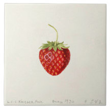 Ripe Red Strawberry (por Louis C. Krieger)