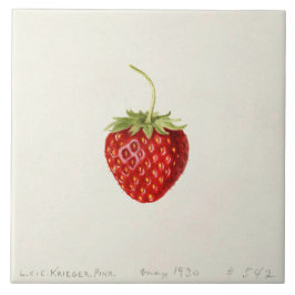 Azulejo De Cerâmica Ripe Red Strawberry (por Louis C. Krieger)