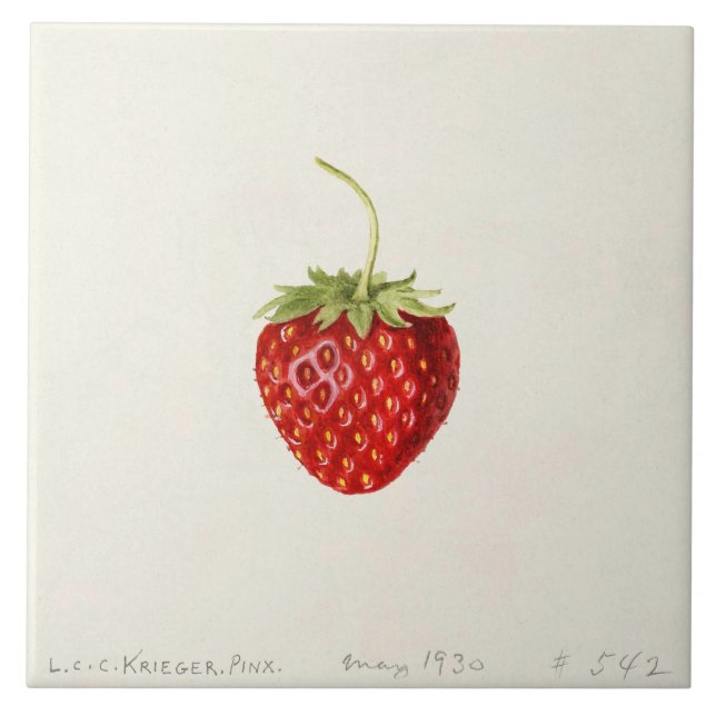 Azulejo De Cerâmica Ripe Red Strawberry (por Louis C. Krieger) (Frente)