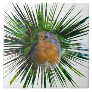 azulejo de cerâmica Robin