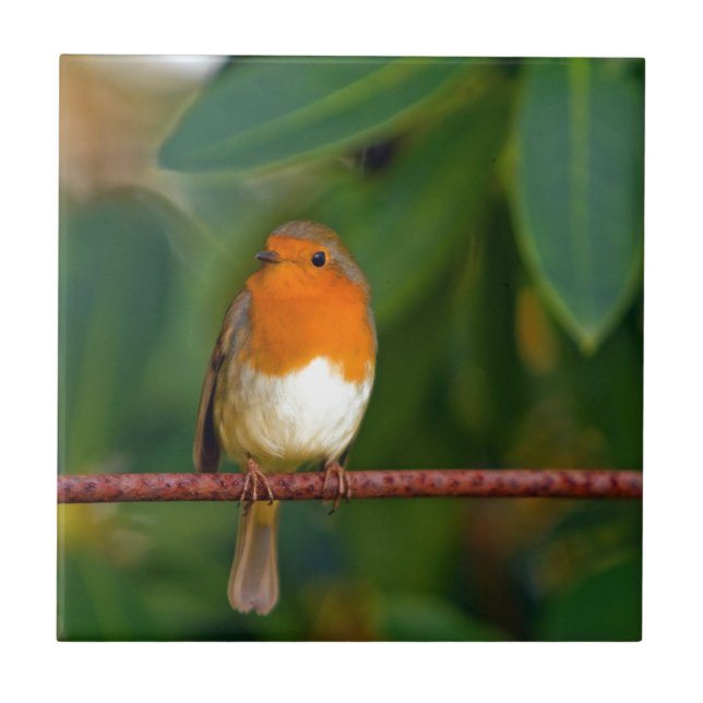 Azulejo De Cerâmica Robin Natal (Frente)