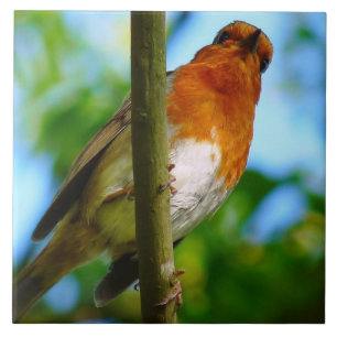 AZULEJO DE CERÂMICA ROBINS