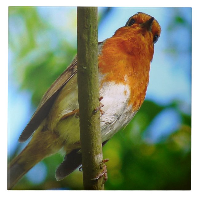 AZULEJO DE CERÂMICA  ROBINS (Frente)