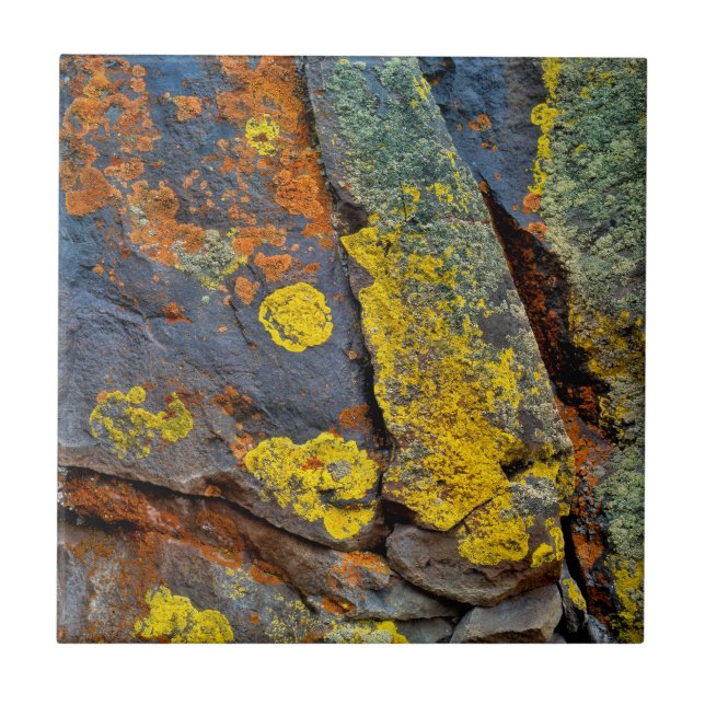 Azulejo De Cerâmica Rochas Cobertas de Líquen (Frente)