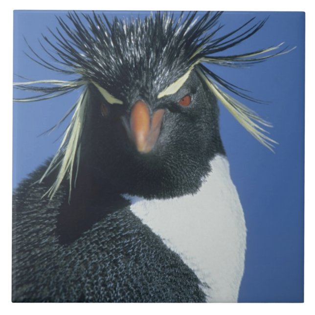 Azulejo De Cerâmica Rockhopper Penguin (Eudyptes chrysocome) (Frente)