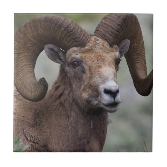 Azulejo De Cerâmica Rocky Mountain Bighorn Sheam Ram (Frente)
