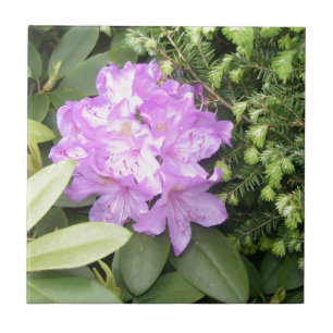 Azulejo De Cerâmica Rododendro - flores roxas no primavera
