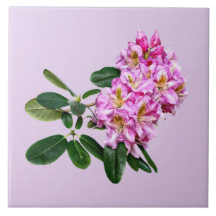 Azulejo De Cerâmica Rododendro Rosa Pálido
