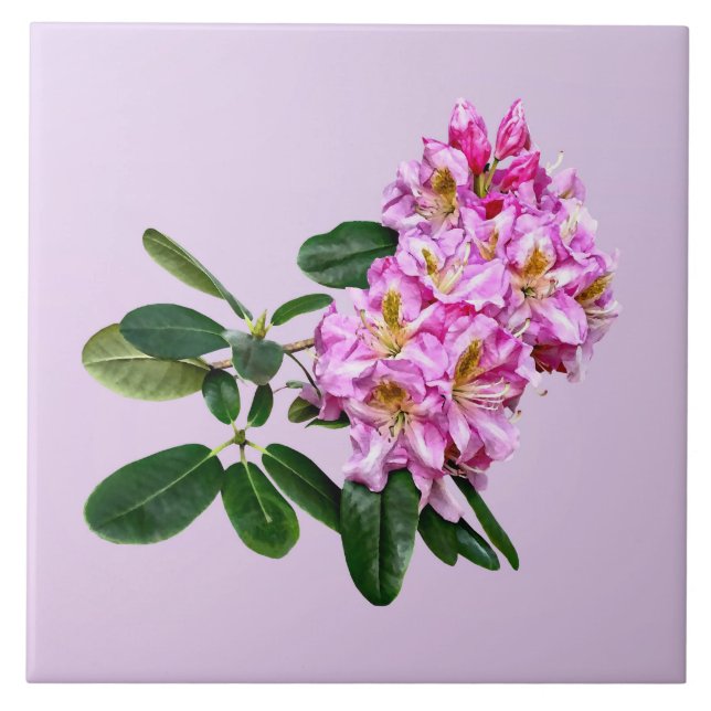 Azulejo De Cerâmica Rododendro Rosa Pálido (Frente)