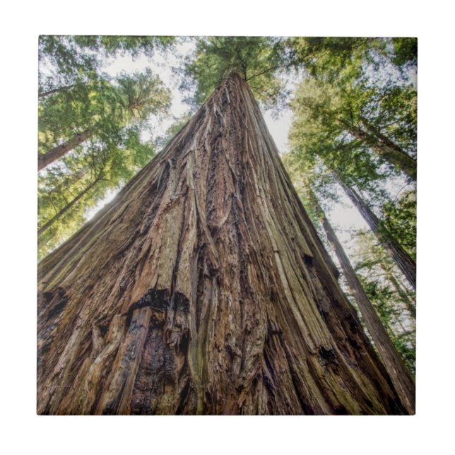 Azulejo De Cerâmica Roosevelt Grove (Frente)