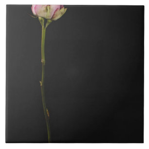 Azulejo De Cerâmica Rosa 3 do rosa