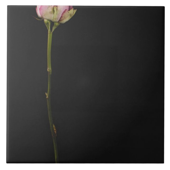 Azulejo De Cerâmica Rosa 3 do rosa (Frente)