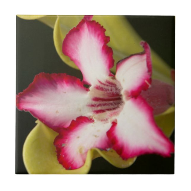 Azulejo De Cerâmica Rosa (Adenium Obesum), África do Sul (Frente)