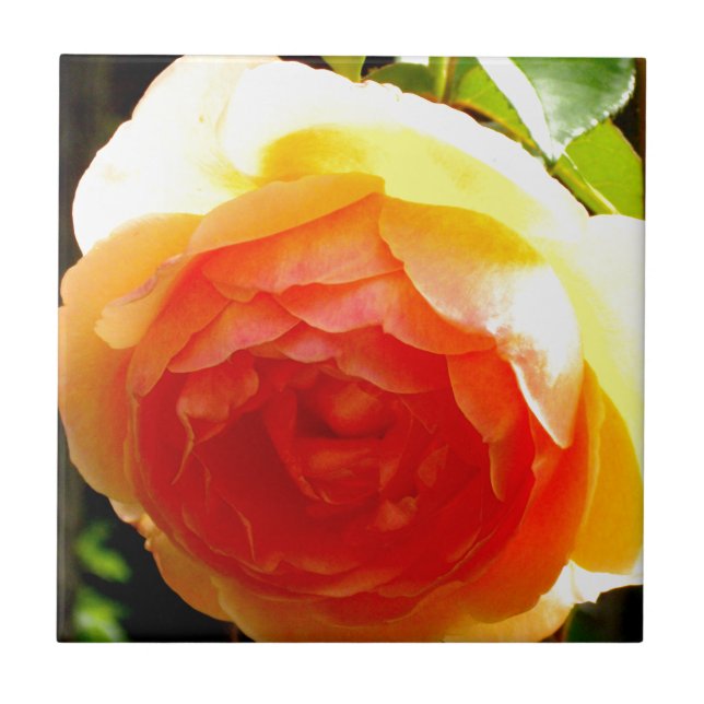 Azulejo De Cerâmica Rosa Amarela (Frente)