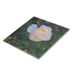 Azulejo De Cerâmica Rosa Amarelo-Rosa-Rosa-Rosa-Delicada Pastel