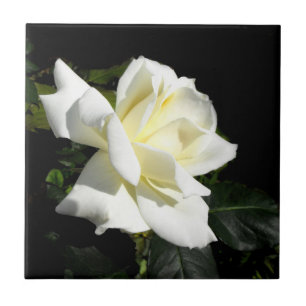 Azulejo De Cerâmica Rosa branco de Pascali