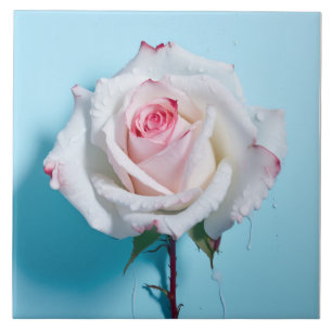 Azulejo De Cerâmica Rosa branco molhado sobre fundo azul turquesa