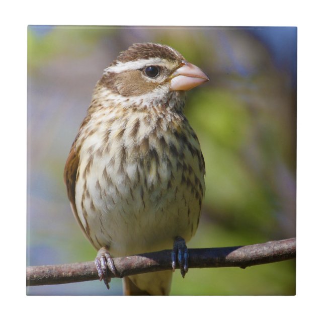 Azulejo De Cerâmica Rosa Breast Grosbeak Pheucticus Ludovicianus (Frente)