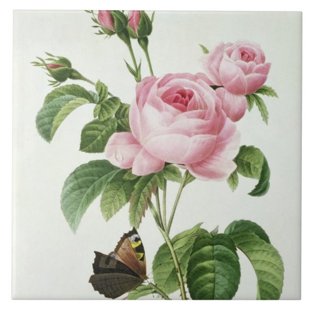 Azulejo De Cerâmica Rosa Centifolia (Frente)