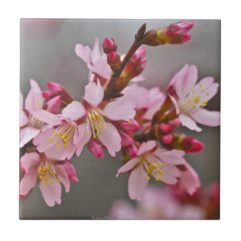 Azulejo De Cerâmica Rosa Contra Um Céu Cinza Flor de Cerejeira Japones
