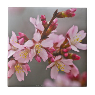 Azulejo De Cerâmica Rosa Contra Um Céu Cinza Flor de Cerejeira Japones